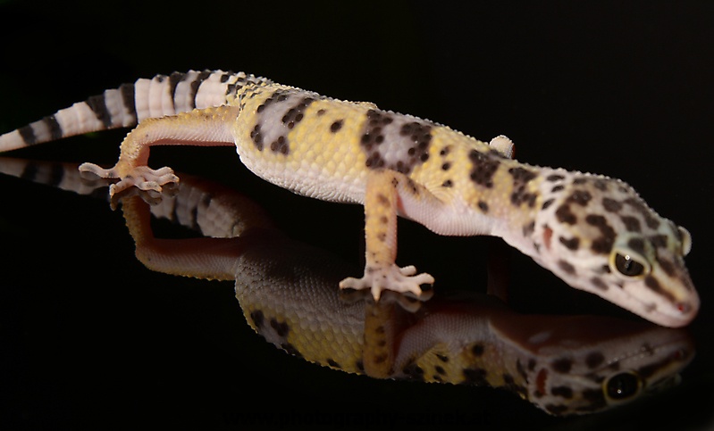 Gecko Leopardgecko-Eublepharis macularius_1