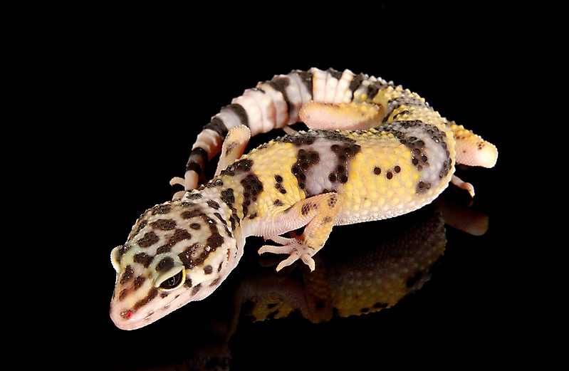 Gecko Leopardgecko-Eublepharis macularius_2